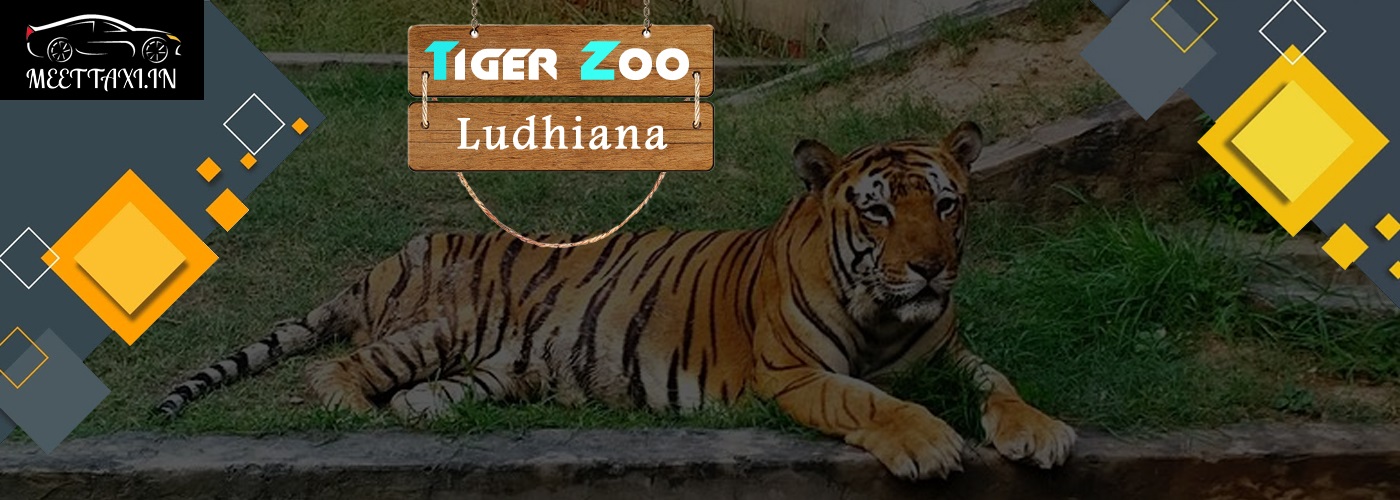 tiger zoo